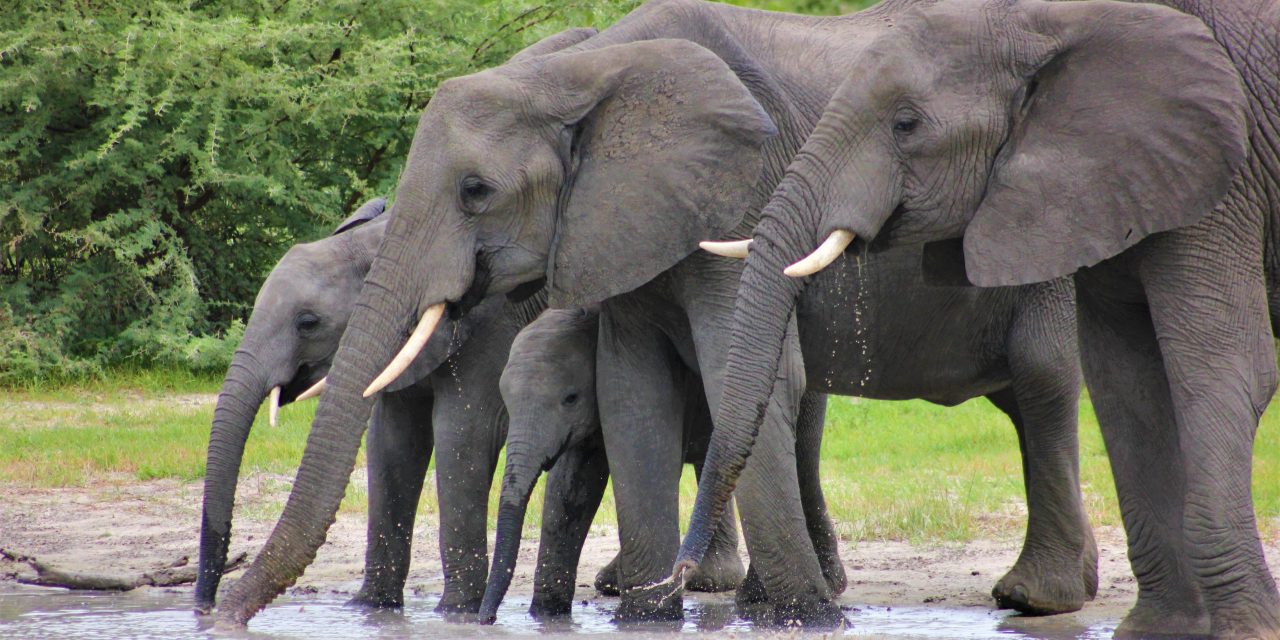 Kambodzsában ismeretlen elefántcsordákat találtak