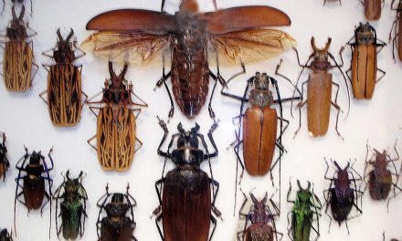 Művészet és rovarok a múzeumban