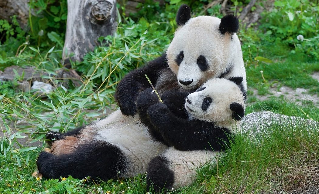 Húsz éve élnek óriáspandák a bécsi állatkertben