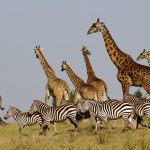 300 ezer zebra vándorol