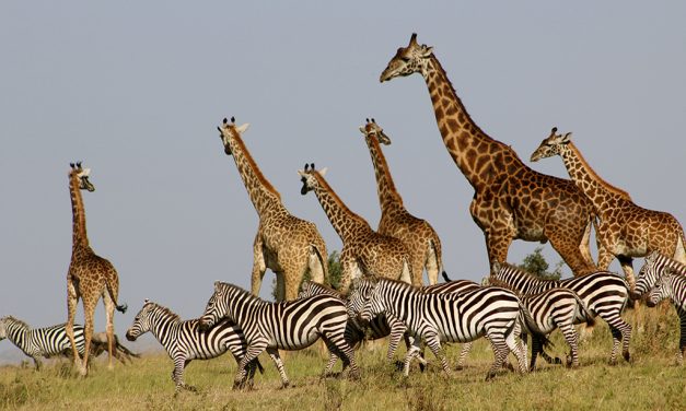 300 ezer zebra vándorol